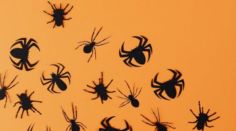 An image showing spiders