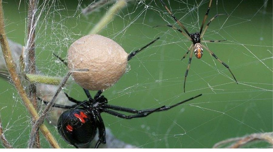 A picture showing black widow spider nests 