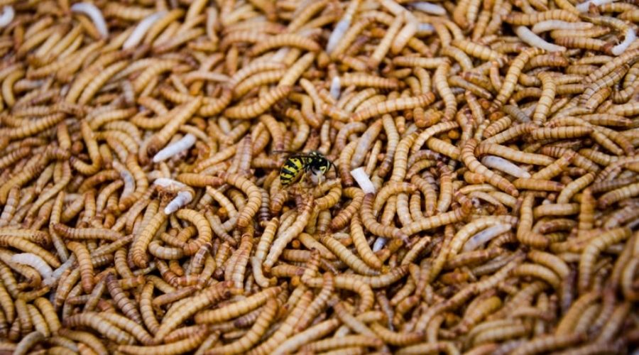 A picture showing maggots inhabitation in a space that could be your garage, home, or your bin. The sight is unpleasant and thus the reason you need to get rid of them.