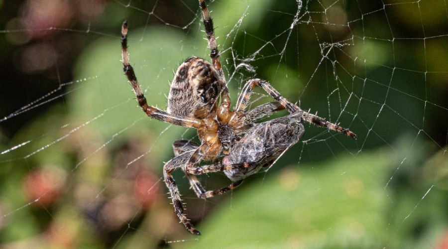 An image of the poisonous black widow spider 